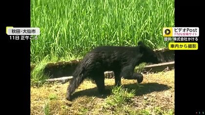【独自】だんだんと近づいてくる“子グマ”…警戒もせずに走り去る　「そばに必ず親グマがいる」専門家は危険指摘　秋田・大仙市