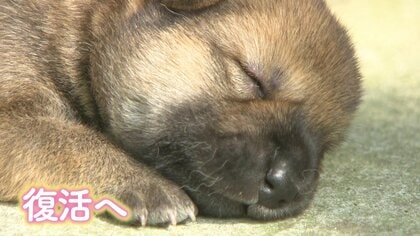 「かわいすぎ！」話題の山陰柴犬に新たな生命誕生…ふわふわコロコロの赤ちゃん【鳥取発】