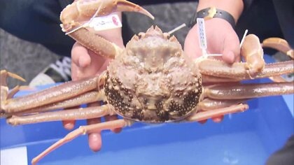 ズワイガニにも少子化の波…漁解禁、初日の水揚げ量は「良かった」一方で“2～3年後”に対する不安の声も