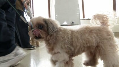 災害時の“ペットの避難”8年ぶりガイドライン見直しへ　食料や水は最低5日分…どう備える？「ペット防災」