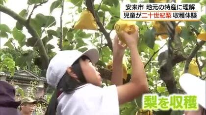 小学生が「二十世紀梨」収穫を体験　人工交配に袋掛け…手塩にかけておいしい梨に（島根・安来市）