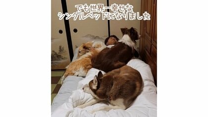 世界一幸せなシングルベッド？デカワンコ3頭に囲まれて寝るパパがうらやましい…でも寝づらくはないのか聞いた