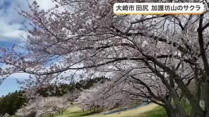 加護坊山の絶景 ３６０度の大パノラマと２０００本のサクラが織りなす春の彩り〈宮城・大崎市〉