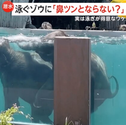 【なぜ】泳ぐゾウは“鼻ツ～ン”しない！？「富士サファリパーク」巨大プールで優雅に潜水　鼻に最大10L入っても平気だぞう　静岡・裾野市