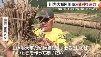 川内大綱引用の稲刈り進む　2026年用の綱の材料として準備　薩摩川内市の秋の風物詩　「米も大事だが、大綱用も大事」　