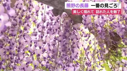 美しく涼しげに揺れる姿が訪れた人を魅了　藤の名所・熊野（ゆや）の長藤が見頃