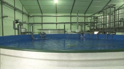 アニサキスも怖くない!?　 東日本最大級の陸上施設でサバ養殖へ 　高度な技術で寄生虫フリーを実現【福島発】