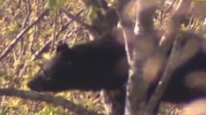 過去最多のペース…クマによる“人的被害”「1人で山に入らないで」行楽シーズンを前に県が注意呼びかけ【山形発】