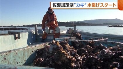不漁からの回復祈り…佐渡・加茂湖で“カキ”の水揚げスタート！やや小ぶり傾向も「プリプリしておいしいカキに」新潟