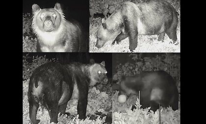 【ヒグマ速報】農作物を食い荒らすクマに「新事実」1頭ではなく複数頭が徘徊している可能性―行動範囲が南北10kmと広く、新たにスイカ100個の被害_まもなく小中学校の始業式も_不安広がる＜北海道江差町＞