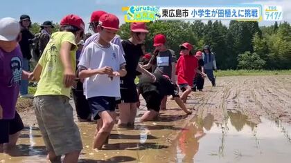 裸足やサンダルで田んぼに　東広島で児童が田植え体験　ぬかるみに苦戦も「うまく植えられました」