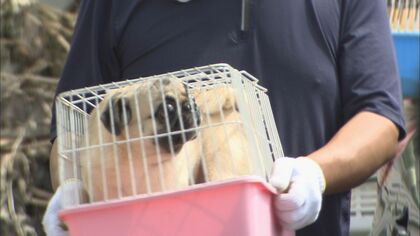 「犬を麻酔せず帝王切開」元従業員が証言　杉本彩さん「大規模で残酷な動物虐待」　“殺傷罪”元代表の公判【長野発】