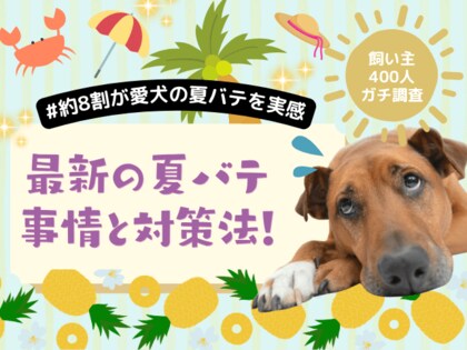 【飼い主400人に調査】今年の猛暑で8割の犬が体調不良に！体調変化から見えた“夏バテ対策のリアル”とは