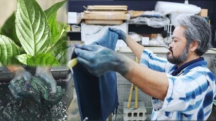 琉球藍の存続危機「自分たちの手でやるしかない」 深い青を未来へ繋ぐデザイナーの覚悟【沖縄発】