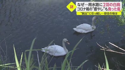 なぜ？用水路に2羽の白鳥…脱出先でさらなる悲劇も安住の地で癒しの存在