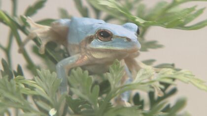 珍しい！空色のアマガエル 小学生が山中で発見…なぜ青くなったか専門家に聞いてみた【福岡発】｜FNNプライムオンライン