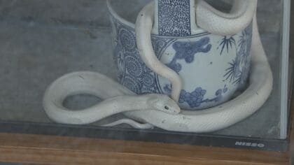 白ヘビ」の赤ちゃん10匹誕生 “金運の神”を一目見ようと1日300人