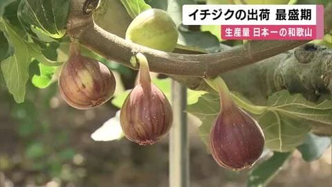 「紀の川の土壌と水をいかして“ふっくら”」　イチジクの出荷が最盛期　和歌山・紀の川市