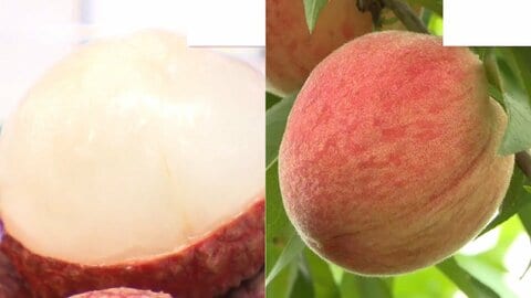 マンゴーだけじゃない！貴重な国産「生ライチ」や「桃」も最盛期　南国宮崎で初夏の味覚が勢ぞろい