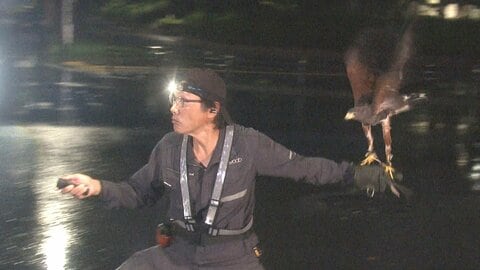 高圧洗浄機では追い付かず…アジア大会・競歩コース沿いの“カラスのフン対策” 寝床に戻る鳥たちをタカで撃退