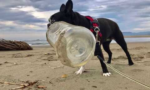 拾ったペットボトルは3000本超 高知の海岸でプラごみ お掃除犬 が活躍中