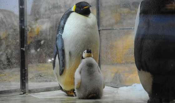 ペンギンの赤ちゃんがモフモフ可愛い でも育てるのは 鳥人間 そこには優しい理由があった