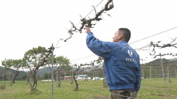 葛巻町のヤマブドウに深刻な霜被害 生産者は「災害級の被害」と悲鳴