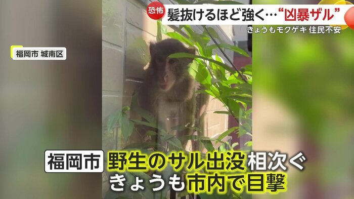 サルの出没が相次いでいる福岡市(FNN投稿サイト「ビデオPost」)