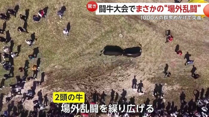 2頭の牛が“場外乱闘”