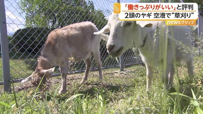 黙々と草を食べるヤギたち