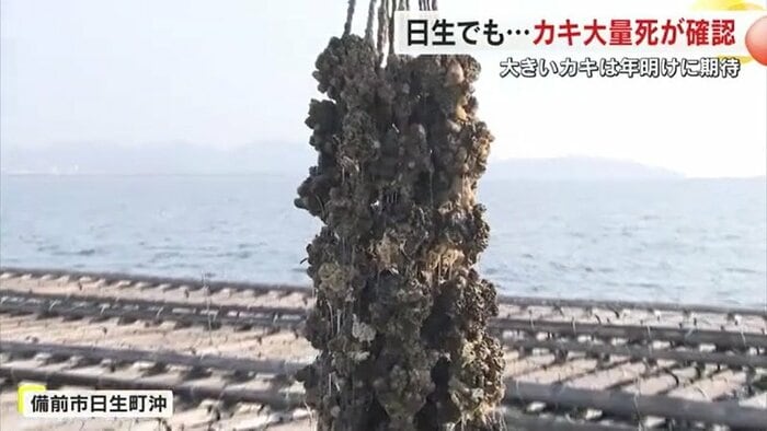備前市日生町沖で引き上げられるカキ