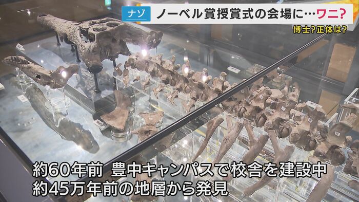 マチカネワニの化石