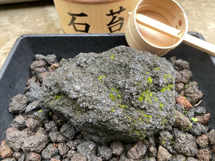 苔のむすまでチャレンジ:300日目
