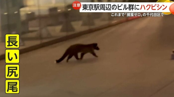 長い尻尾も確認できる
