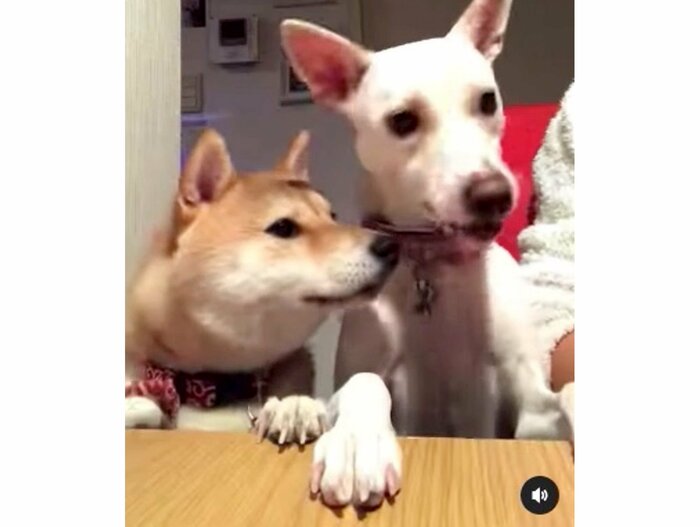 提供:柴犬ハル&雑種すずさん