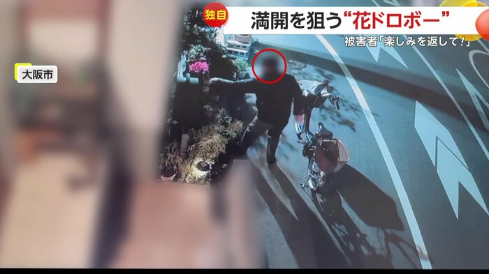 シクラメンを盗む男(視聴者提供)