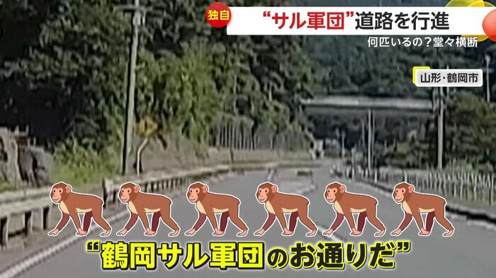 道路を堂々と渡っていたサルたち(視聴者提供)