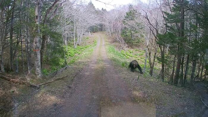 相次いだクマの出没