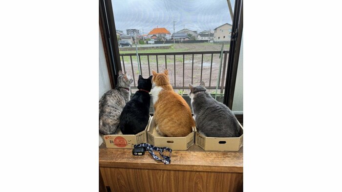 実家の猫と一緒に