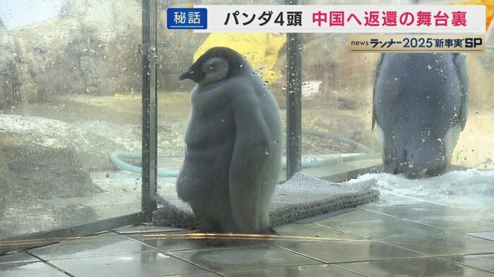 エンペラーペンギンの赤ちゃん