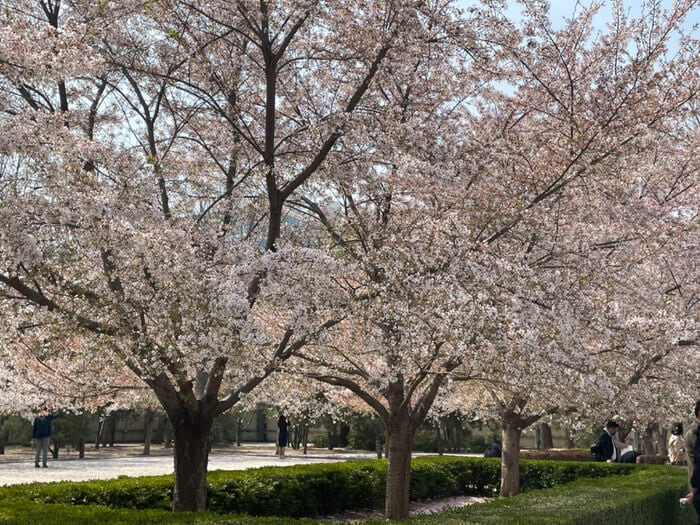 大使公邸にある桜。毎年綺麗な花を咲かせる