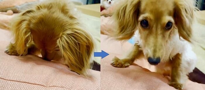 「ごめんなさいする?」を合図に顔を上げる理事長ちゃん