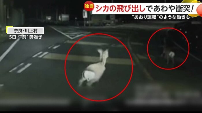 車の目の前を走り去っていくシカ(提供:yayoi071415)