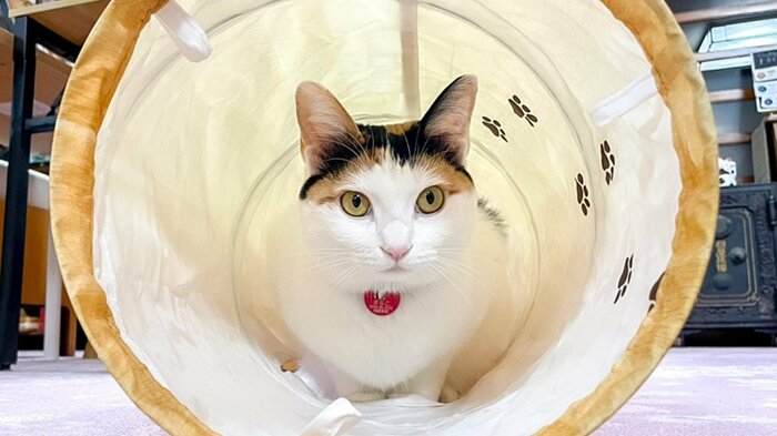桐屋旅館で暮らす、きなこちゃん