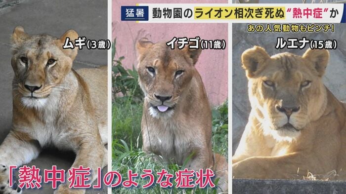 ライオン3頭が死ぬ