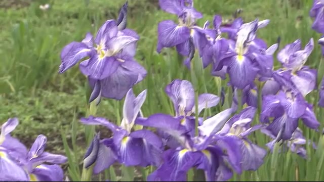 約7万株のハナショウブ見ごろ 3日間に短縮し一般公開 札幌市