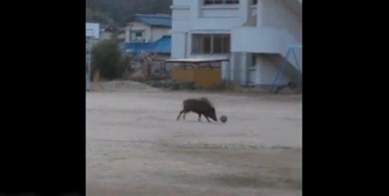 イノシシが小学校の校庭に出没　警察が登校前の小学校周辺を警戒　広島・江田島市｜FNNプライムオンライン