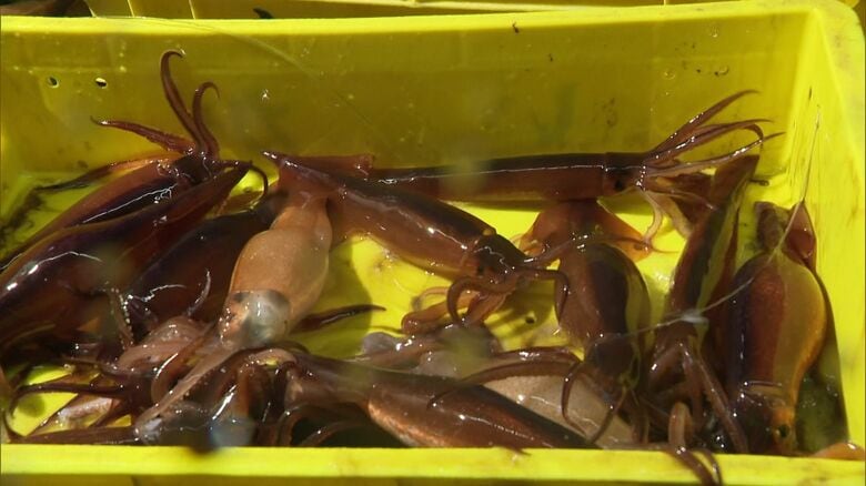 【速報】“函館名物のイカ”漁獲ほぼゼロ…2年連続で初競り中止か_6月1日解禁・北海道南部のスルメイカ漁｜FNNプライムオンライン