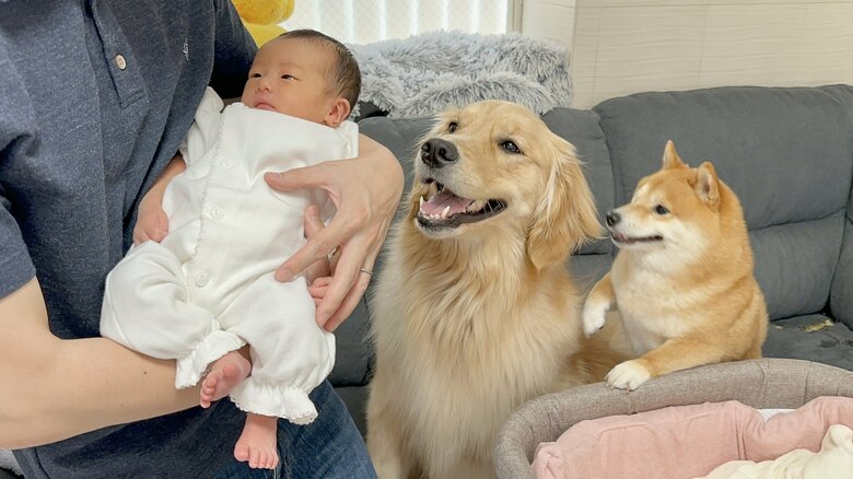 「幸せな光景すぎて涙」赤ちゃんと初対面した犬2匹の反応が尊い…今はどう過ごしている？飼い主にその後を聞いた｜FNNプライムオンライン