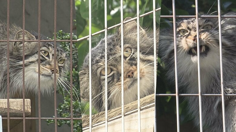 さよならヒデ…東山動植物園生まれの人気者『マヌルネコ3兄弟』に“別れの時” 新天地・旭山動物園へ|FNNプライムオンライン